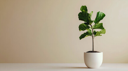 Fiddle-leaf fig tree in a white pot on an empty background, a mockup of a houseplant for interior design.