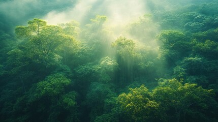Fototapeta premium Sunbeams pierce misty rainforest canopy, aerial view