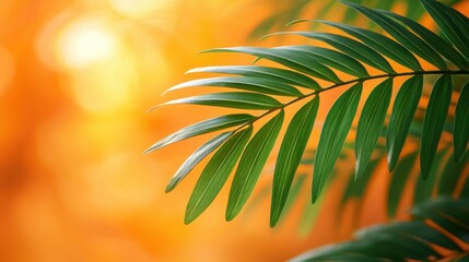 Palm leaf in sunset glow, blurred background, peaceful nature image