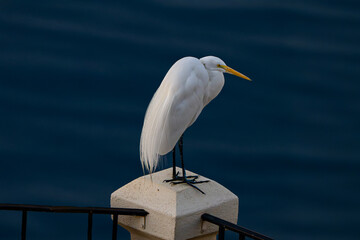 Great Egret (Ardea alba) Photo, Perched at Dawn, Preparing to Hunt for Breakfast Over the Water