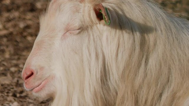 A Gentile White Goat depicted in its Natural Habitat amidst the vibrant ecosystem around it