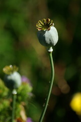 Capsule de papaver orientale en été au jardin