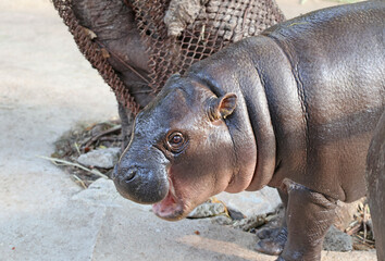Closeup of an adorable 6 months old Pygmy Hippo calf