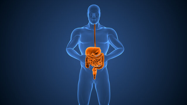 Medical background of the human digestive system