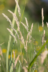 Summer grass in the sun, green, yellow