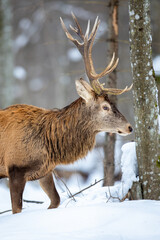 Deer male buck ( Cervus elaphus ) in the winter forest
