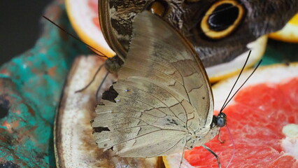 motyl