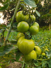 Ripe organic tomatoes growing in the garden yard
