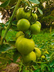 Ripe organic tomatoes growing in the garden yard
