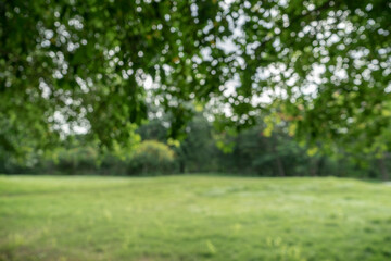 defocused bokeh background of garden trees in sunny day