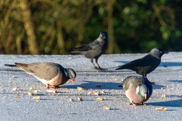 Wood pigeons and jackdaw on a frosty garden shed roof feeding on breadcrumbs
