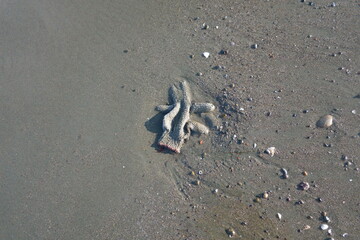 Discarded cotton glove left on a sandy beach on a sunny day. Environmental and ecology issues. Beach and water pollution. 
