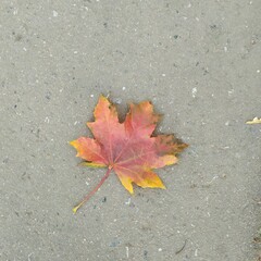red maple leaf on the ground
