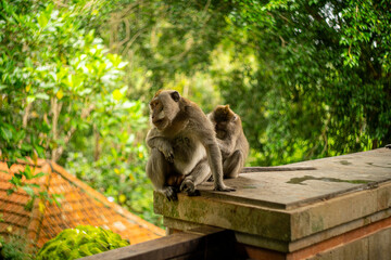 Two cute monkeys are carefully searching for lice in each other's fur in the jungle.