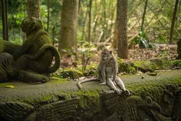 A cute portrait of a monkey sitting alone in the jungles of Bali.