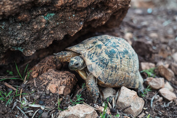 a whild turtle on the ground