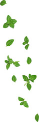 Falling Green Basil