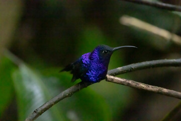 violet hummingbird
