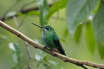hummingbird on a branch