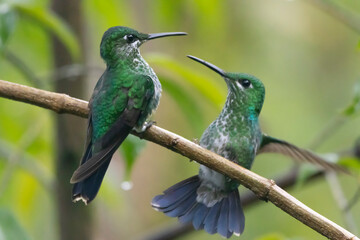 hummingbird on a branch