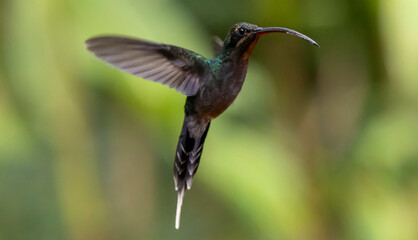 hummingbird in flight
