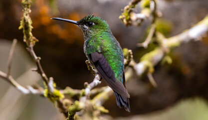 hummingbird on a branch
