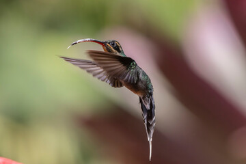 hummingbird in flight