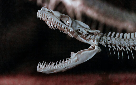 skeleton of a boa snake