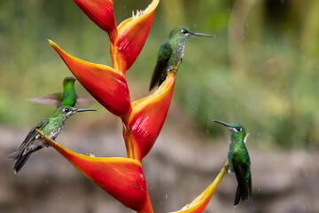 hummingbird on flower