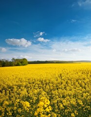 Obraz premium 菜の花畑と青空