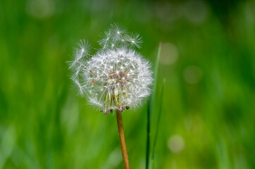 Common dandelion Taraxacum officinale faded flowers looks like snow ball, ripe cypselae fruits