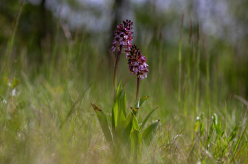 Lady orchid Orchis purpurea flowering protected plants, beutiful purple white flowers in bloom on tall stem also with buds