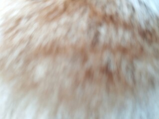 Blurred or defocused abstrack background of cat fur texture 