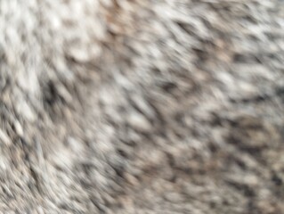 Blurred or defocused abstrack background of cat fur texture 