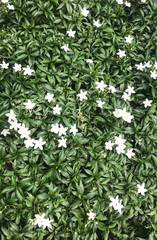 White flowers on green leaves background, top view, flat lay.