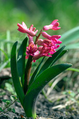 Hyacinthus orientalis ornamental beautiful springtime flowering plant, group of colorful bright flowers in bloom