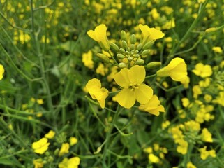 Farming of Brassica juncea mustard plant tree