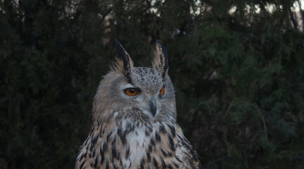 Portrait of an adult eagle owl in the wild
