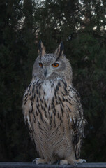 Portrait of an adult eagle owl in the wild
