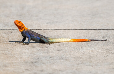 A colorful Agama lizard basks on the sidewalk on a sunny day