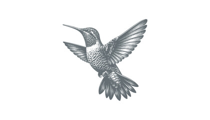 hummingbird vector | bird vector | hummingbird illustration | hummingbird silhouette | hummingbird tattoo | hummingbird engraving | hummingbird drawing
