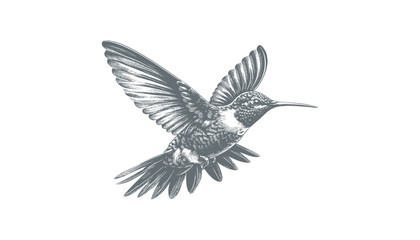 Obraz premium hummingbird vector | bird vector | hummingbird illustration | hummingbird silhouette | hummingbird tattoo | hummingbird engraving | hummingbird drawing