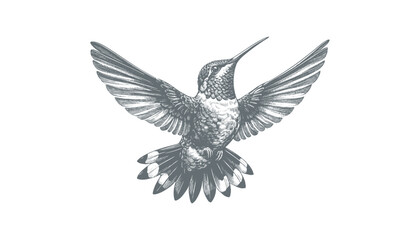 hummingbird vector | bird vector | hummingbird illustration | hummingbird silhouette | hummingbird tattoo | hummingbird engraving | hummingbird drawing