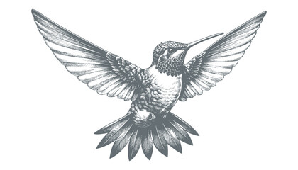 Obraz premium hummingbird vector | bird vector | hummingbird illustration | hummingbird silhouette | hummingbird tattoo | hummingbird engraving | hummingbird drawing