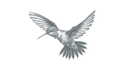 Obraz premium hummingbird vector | bird vector | hummingbird illustration | hummingbird silhouette | hummingbird tattoo | hummingbird engraving | hummingbird drawing