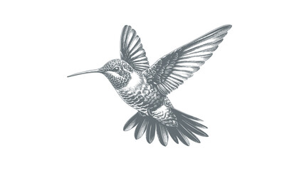 hummingbird vector | bird vector | hummingbird illustration | hummingbird silhouette | hummingbird tattoo | hummingbird engraving | hummingbird drawing