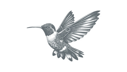 Obraz premium hummingbird vector | bird vector | hummingbird illustration | hummingbird silhouette | hummingbird tattoo | hummingbird engraving | hummingbird drawing