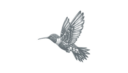 hummingbird vector | bird vector | hummingbird illustration | hummingbird silhouette | hummingbird tattoo | hummingbird engraving | hummingbird drawing