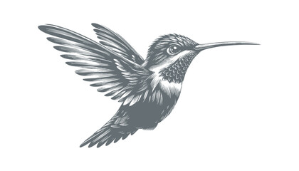 hummingbird vector | bird vector | hummingbird illustration | hummingbird silhouette | hummingbird tattoo | hummingbird engraving | hummingbird drawing