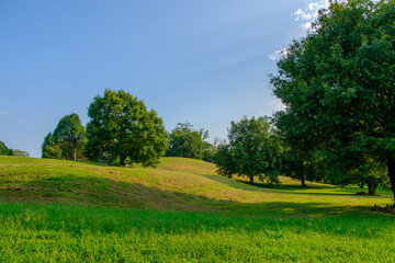 Obraz premium 青空の下の緑豊かな公園風景